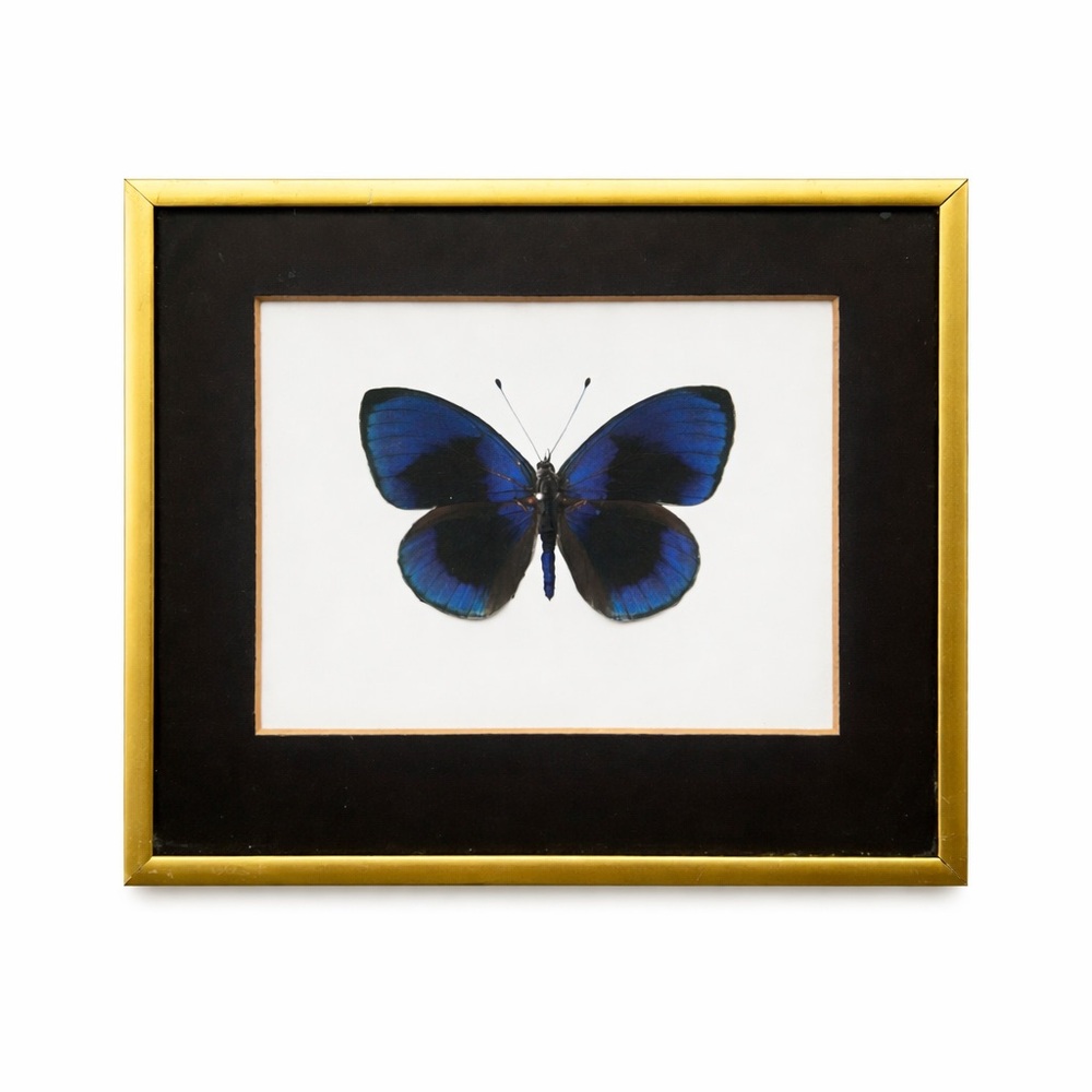 Framed Faux Butterfly Art | Gold Metal Frame | Natural History Style Wall Decor